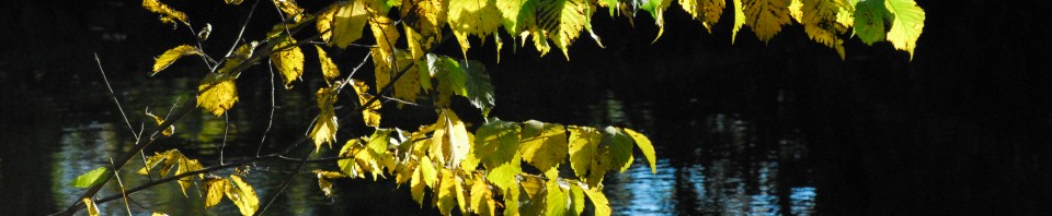 Gulnande löv över kanalens blåa vatten